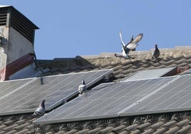 Palomas en un edificio de la Zona Norte, uno de los lugares en los que se centrará la intervención.
