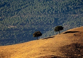 Disparates