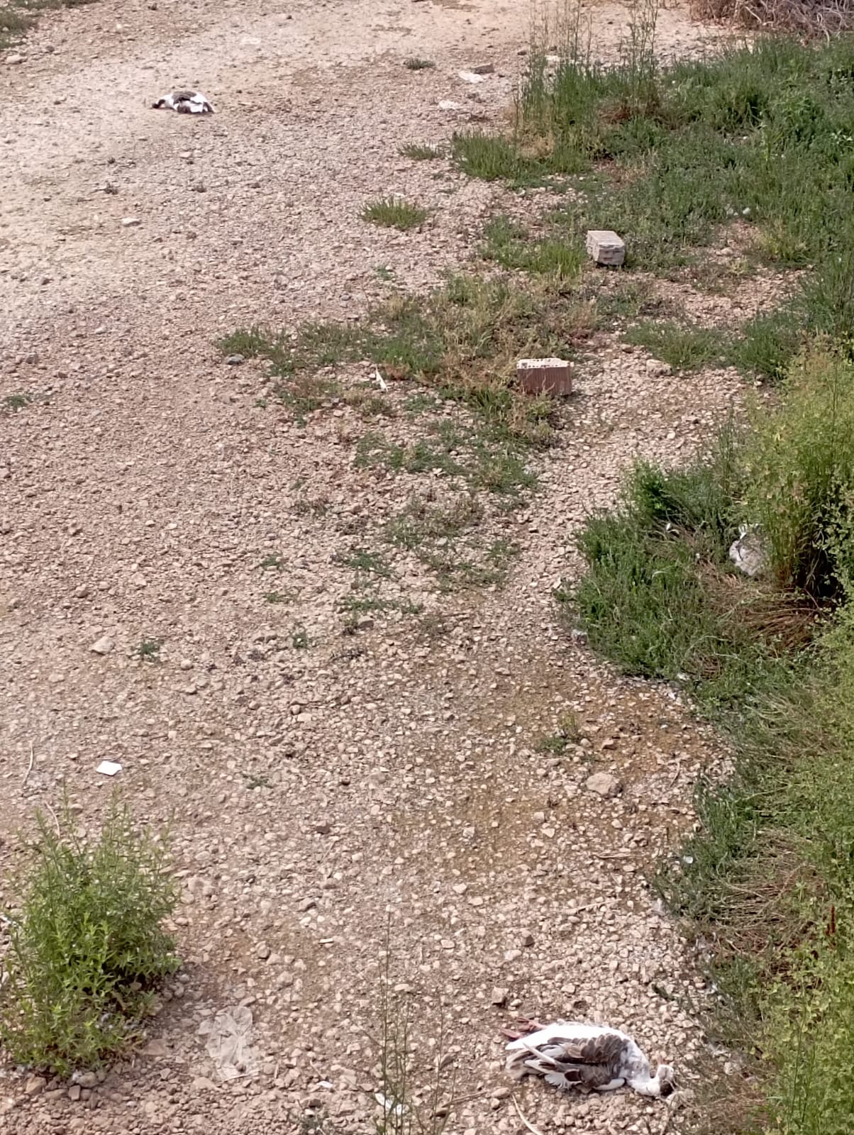 Denuncian la muerte de «al menos quince» gansos en Corte de Peleas