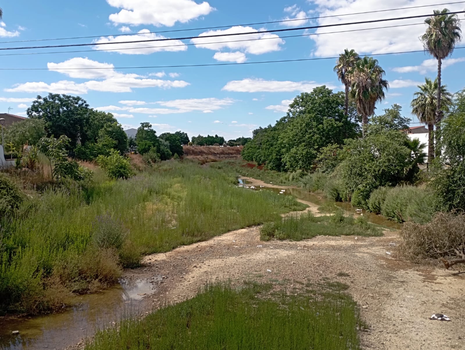 Denuncian la muerte de «al menos quince» gansos en Corte de Peleas