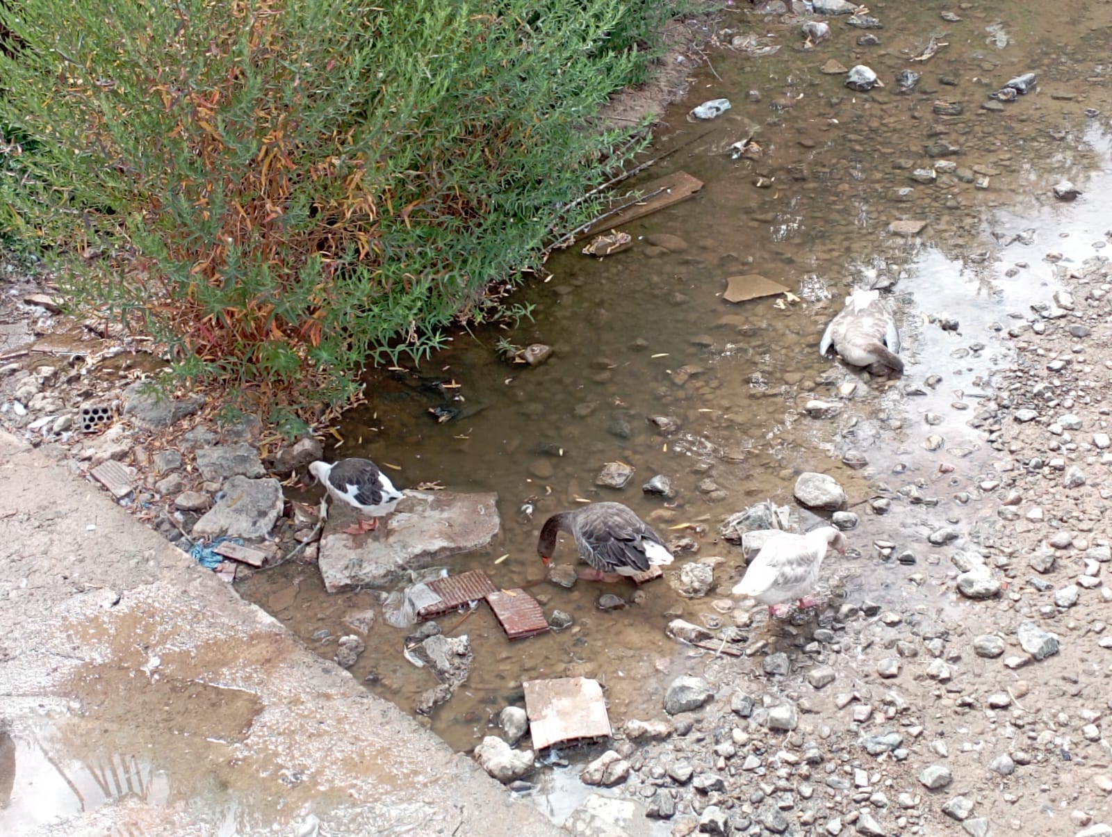 Denuncian la muerte de «al menos quince» gansos en Corte de Peleas