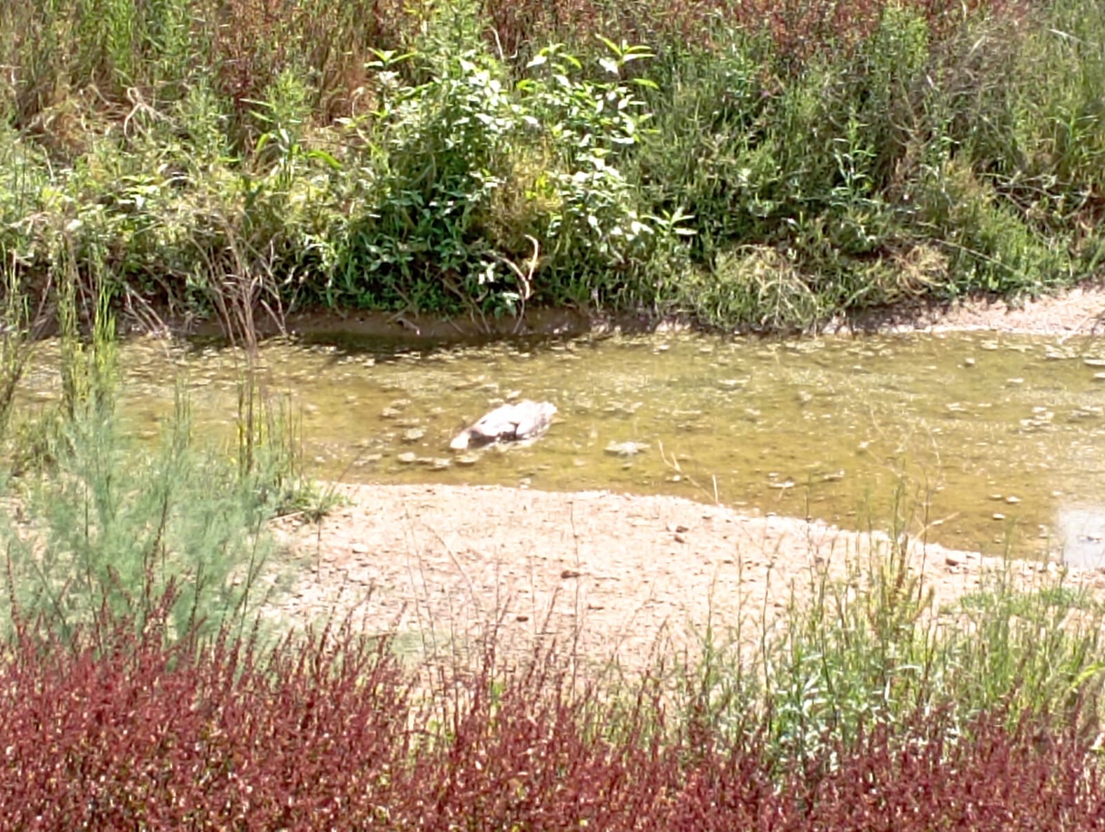 Denuncian la muerte de «al menos quince» gansos en Corte de Peleas