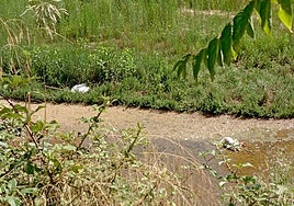 Denuncian la muerte de «al menos quince» gansos en Corte de Peleas