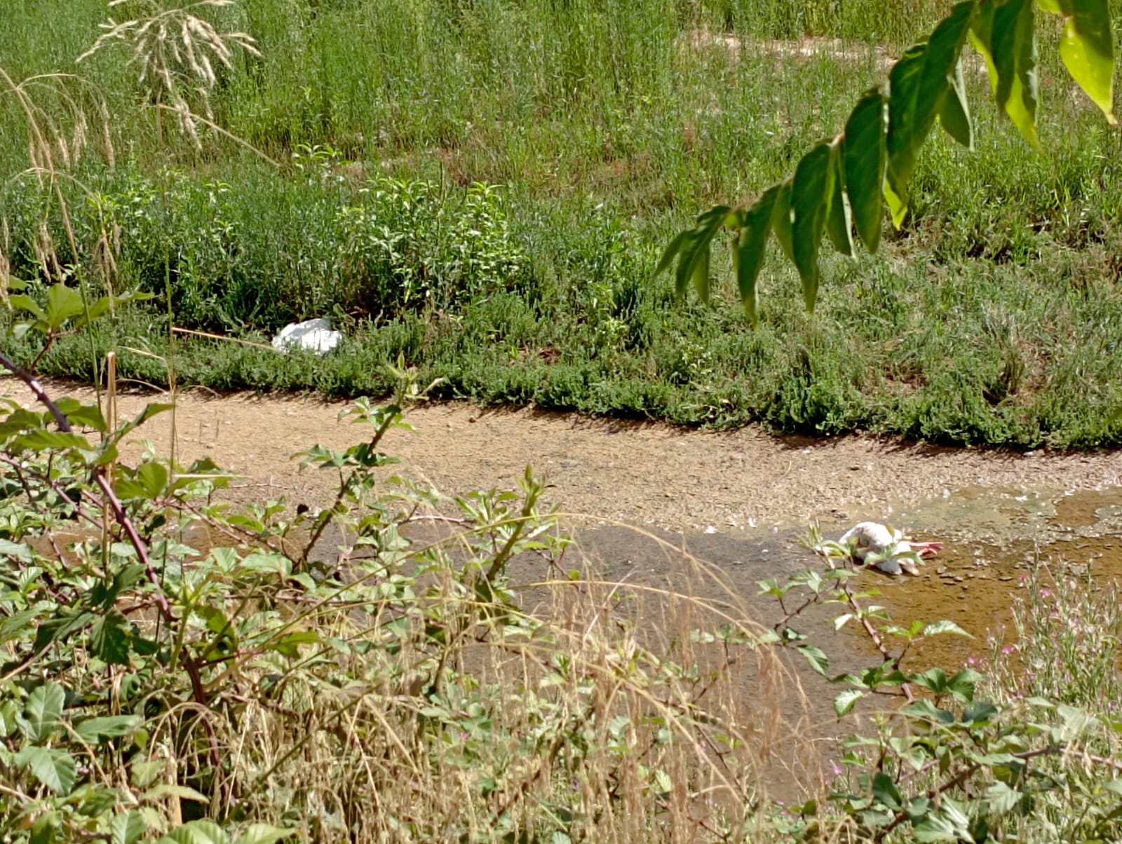 Denuncian la muerte de «al menos quince» gansos en Corte de Peleas