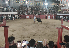 Fotografía del toro del aguardiente ¨Elegante¨ esta pasada madrugada de domingo durante la lidia en la plaza de toros de Moraleja.