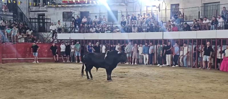 Fotografía del toro ¨Correcalles¨ en Moraleja.