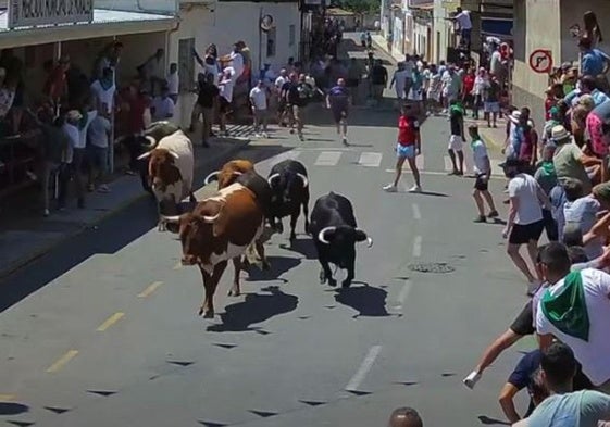 Un momento del encierro con los animales de la ganadería Chamaco.