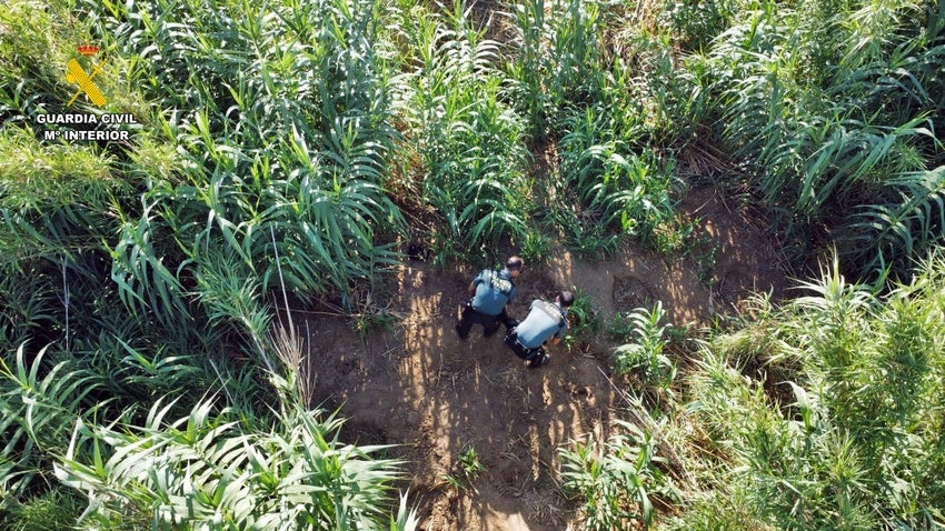 Ubicación de la plantación ilegal de marihuana.