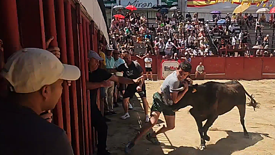 El cuarto y último encierro en las fiestas de San Buenaventura en Moraleja, sin percances