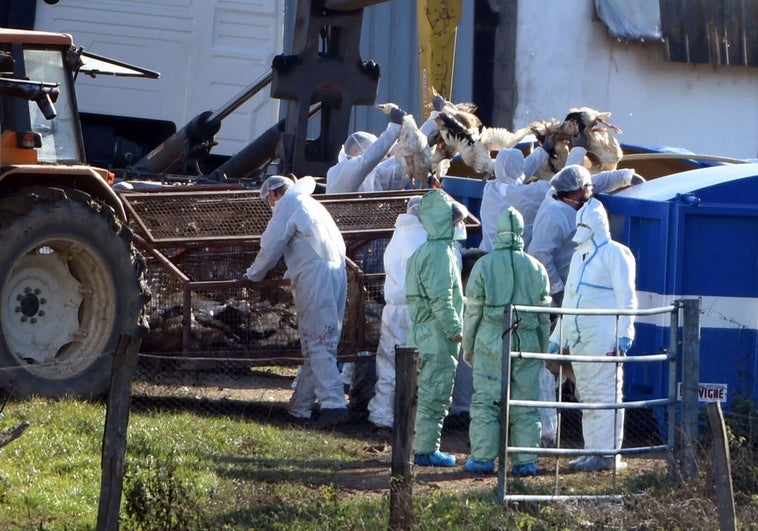 Detectan un brote de gripe aviar en una granja de pavos en Extremadura