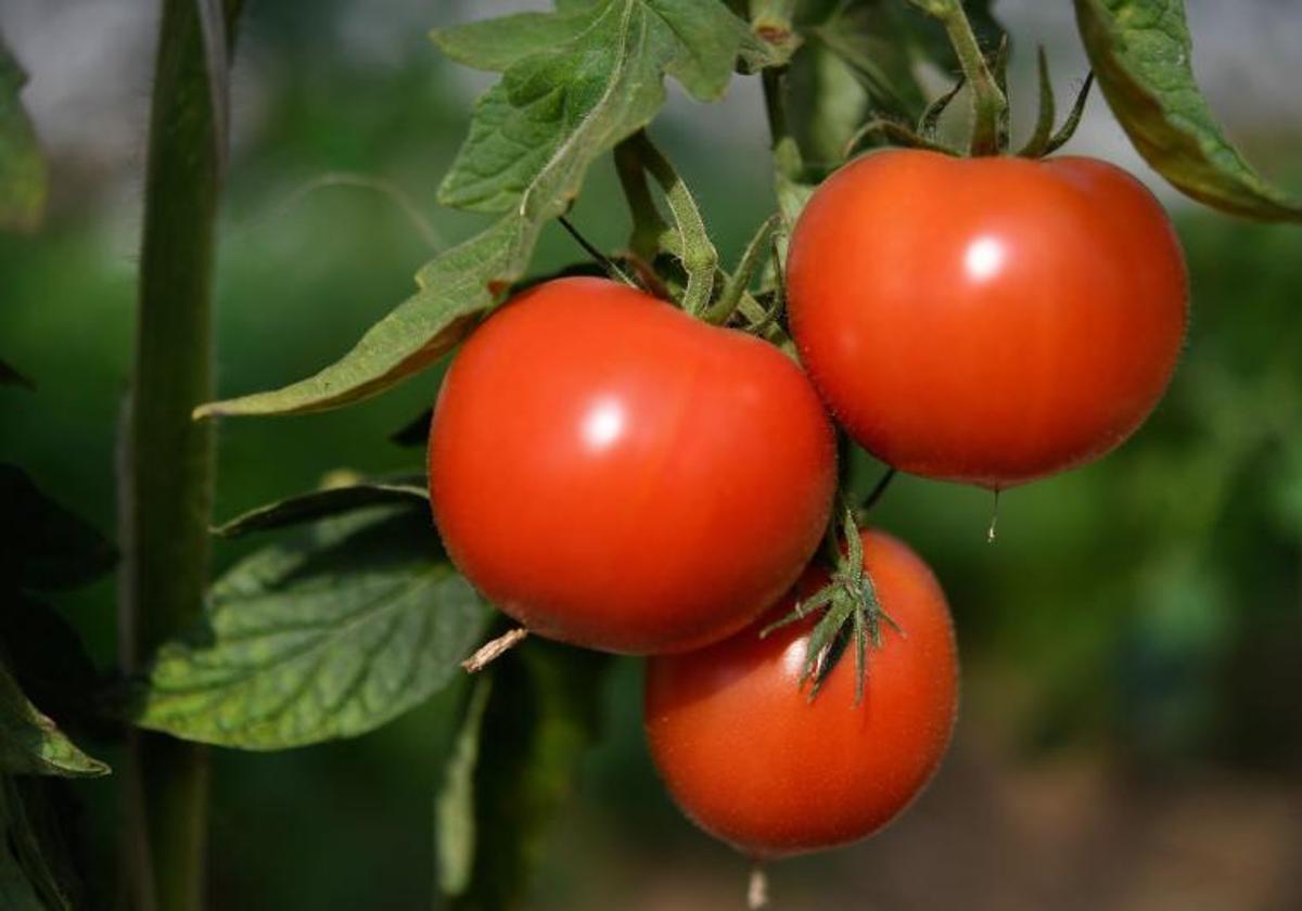 La campaña del tomate prevé más de 90.000 desplazamientos en carretera