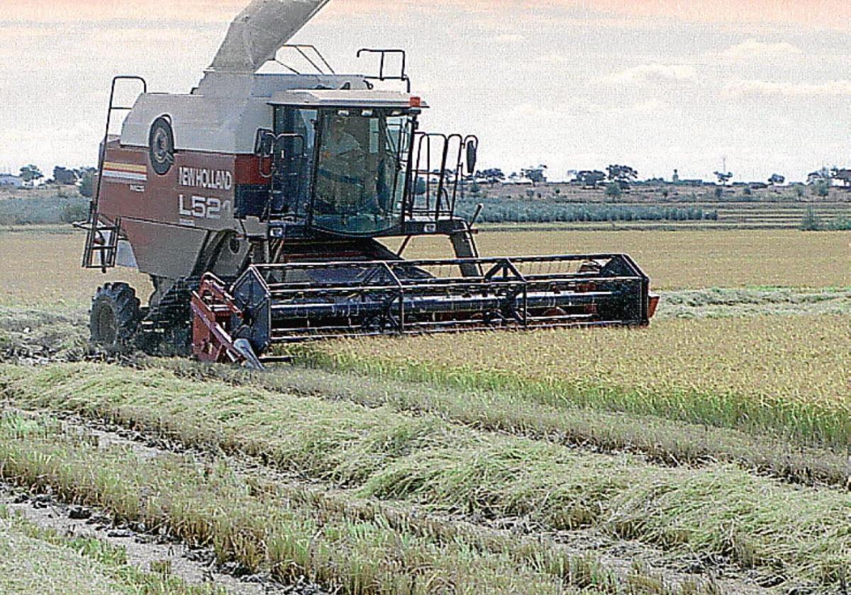 Cultivo de arroz en Extremadura.