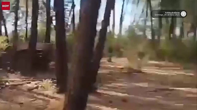 Un grupo de rehaleros salvan alrededor de 200 perros en el incendio de Valdecaballeros