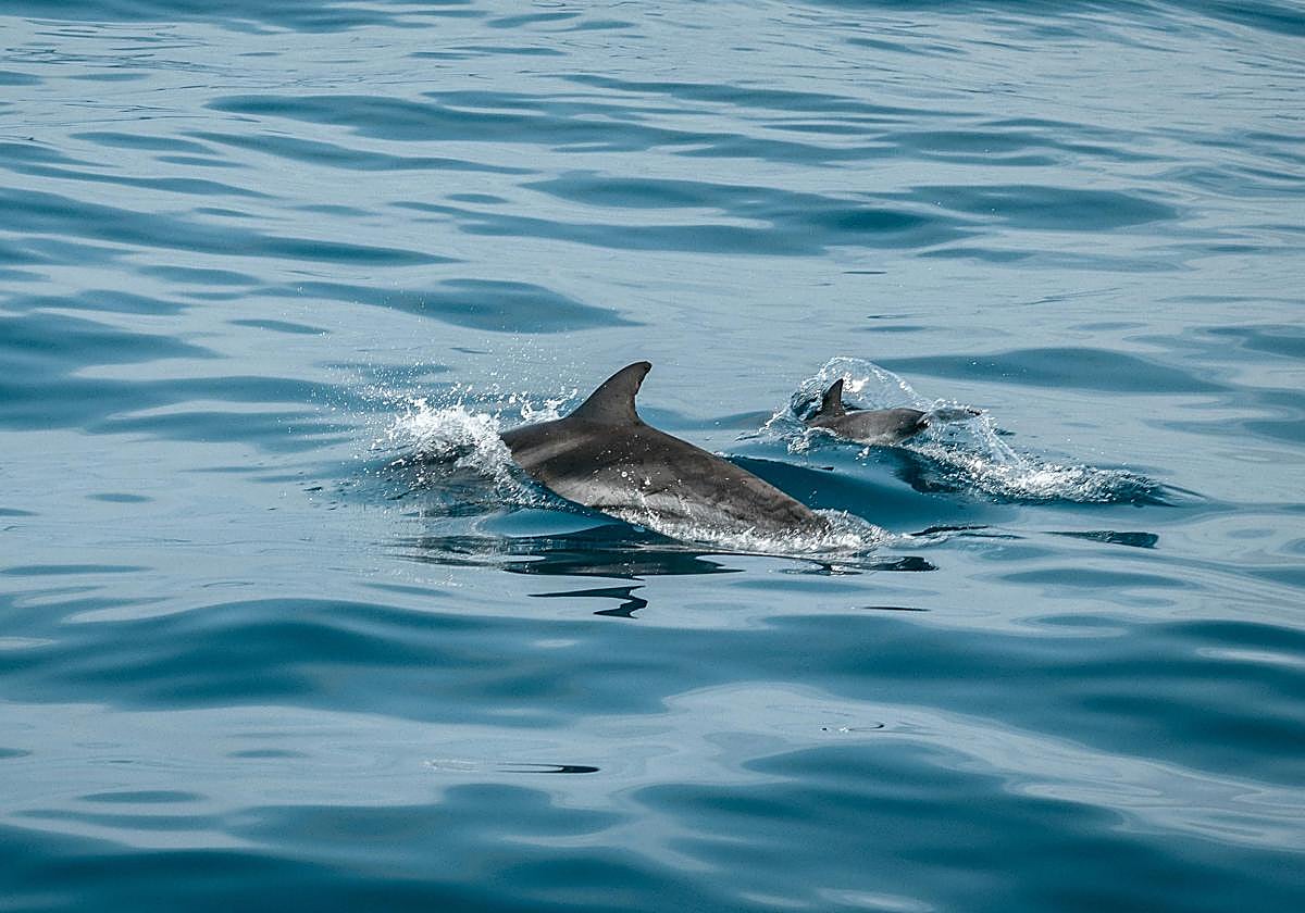 Portugal limita las excursiones para ver delfines en el estuario del Sado