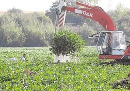 Retirada de camalote en el río Guadiana a su paso por Mérida. Actuación del grupo Tragsa.