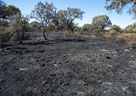 Parte de los daños que ha sufrido la dehesa de Tres Arroyos.