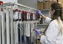 Una sanitaria clasifica donaciones en el Banco de Sangre de Extremadura.