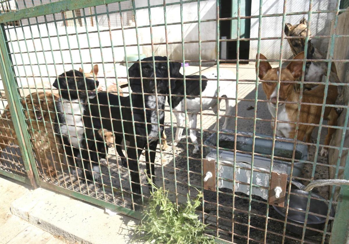Más de cien animalesviven en el refugiomunicipal a la esperade ser adoptados.