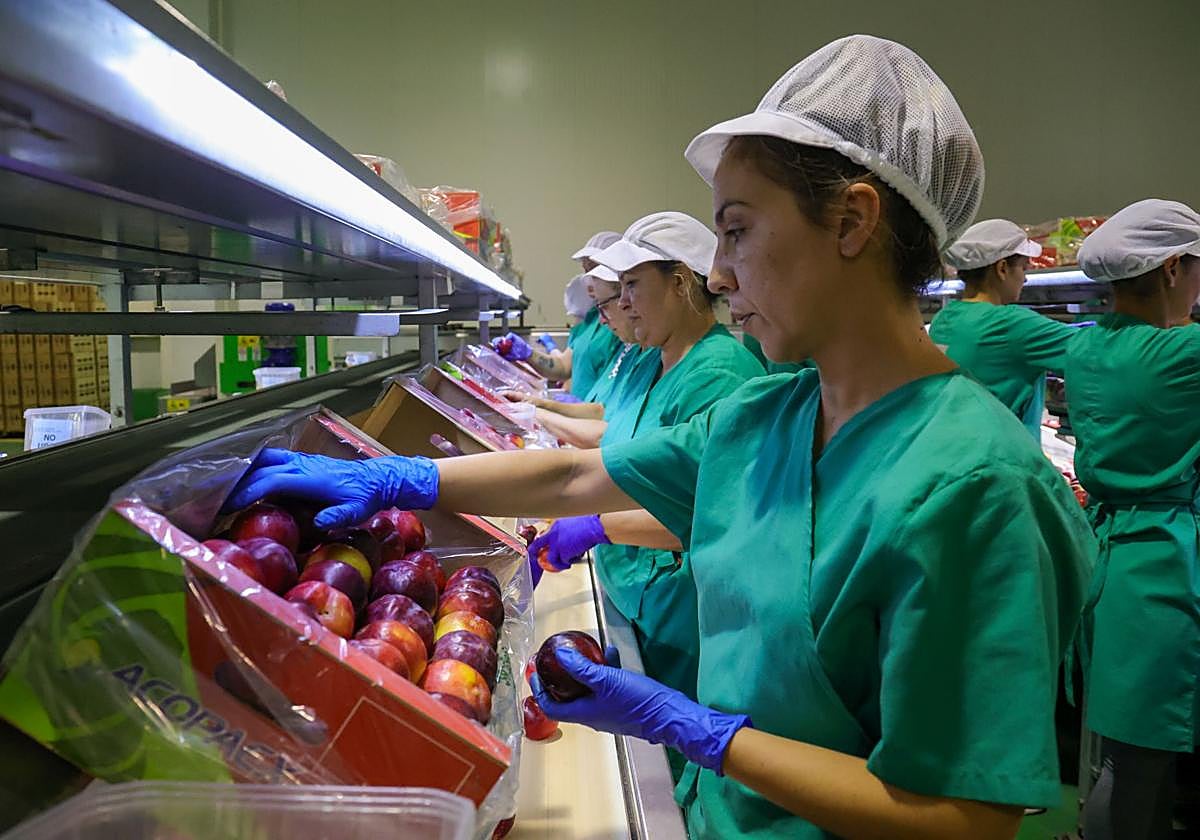 Una trabajadora de la cooperativa San Isidro de Villanueva de la Serena.