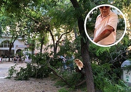 El árbol que se ha caído en Capitanía, en Badajoz.