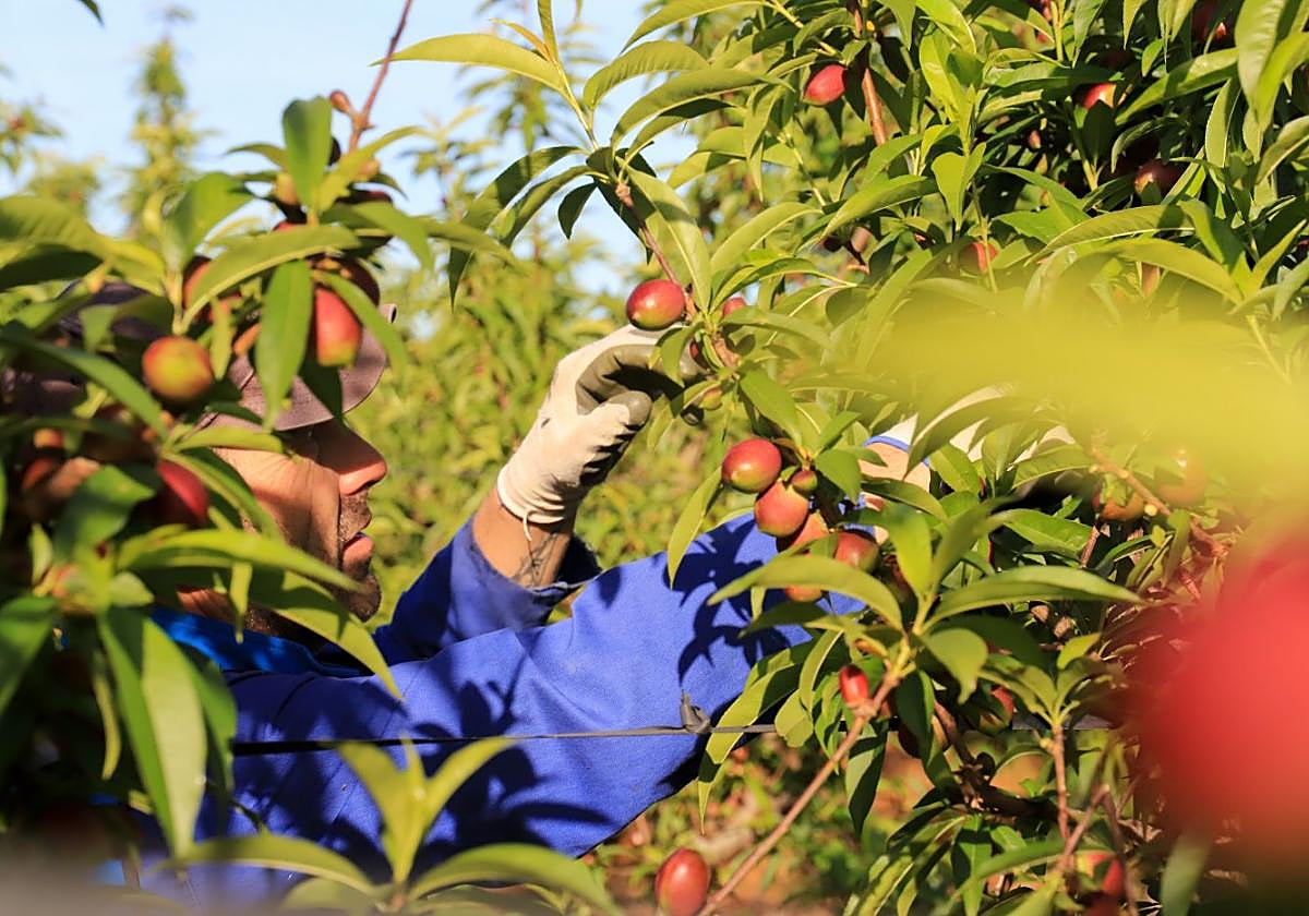 Trabajos en árboles frutales el pasado año.