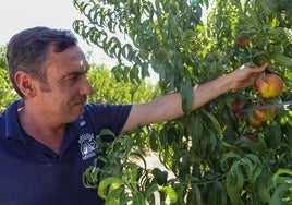 Tomás Horrillo, con sus melocotones en su finca de Villanueva de la Serena.