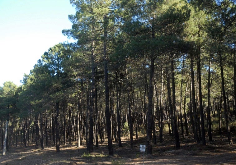 La Junta rechaza que se tome agua del Cijara para una planta de hidrógeno verde