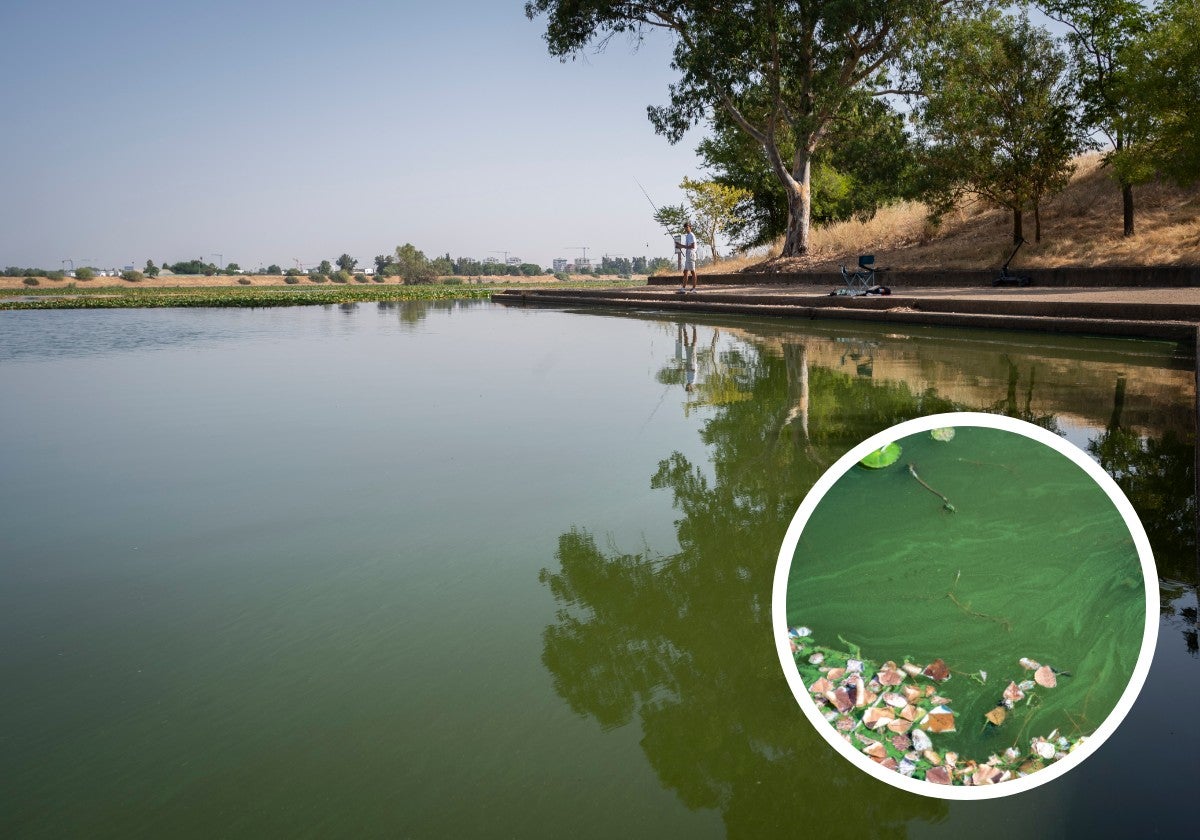 La CHG detecta cianobacterias en el Guadiana a su paso por Badajoz