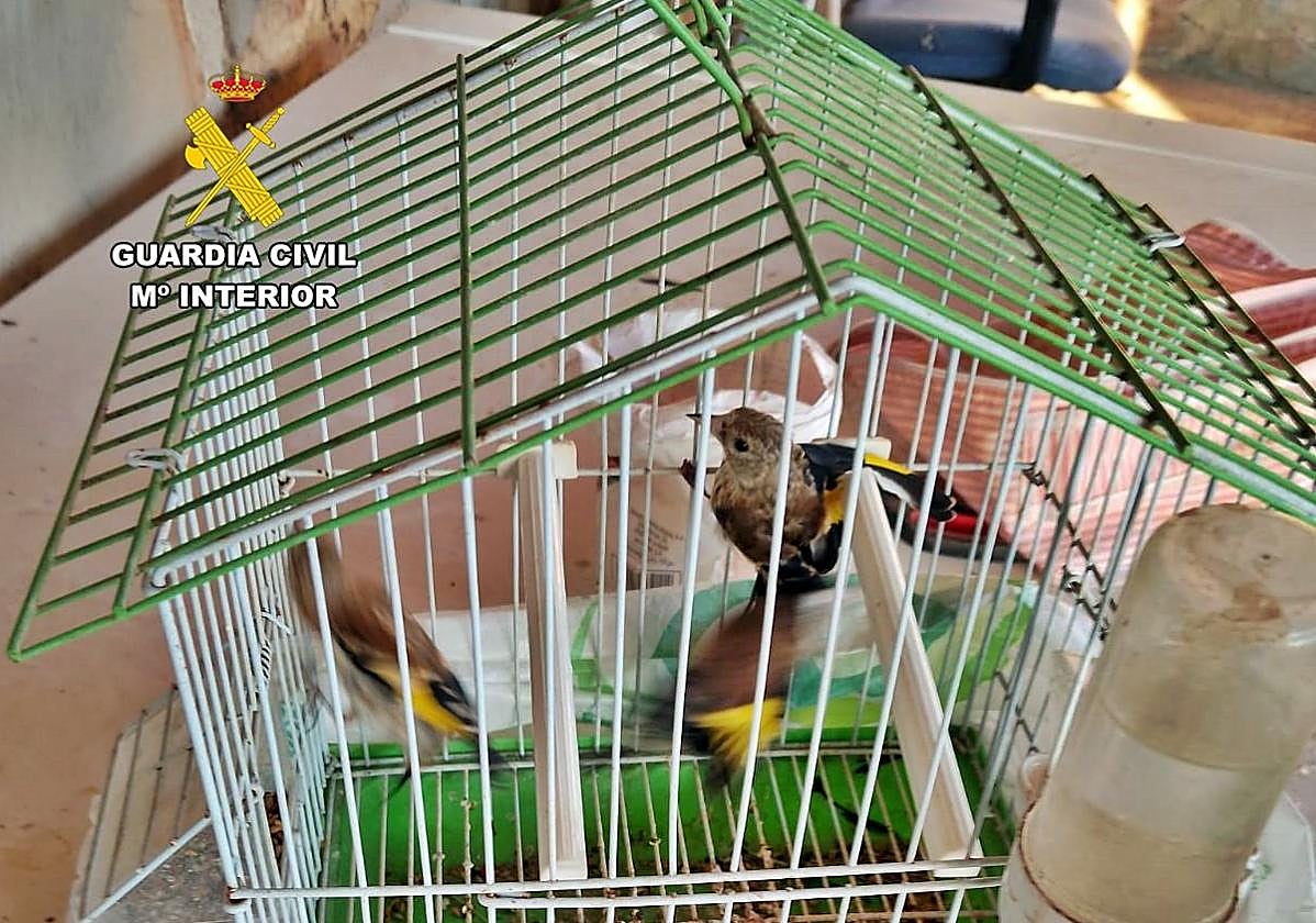 Jilgueros intervenidos por la Guardia Civil usados como reclamo, y posteriormente liberados.