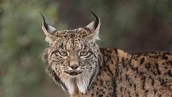 Qué hacer y qué evitar si te encuentras con un lince ibérico en libertad