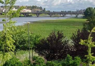 Detectan cianobacterias en el río Guadiana: ¿qué son y cómo afectan a la salud?