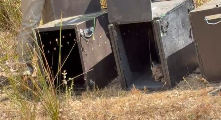 Así ha sido la puesta en libertad en Extremadura de cuatro cachorros huérfanos de lince y su madre adoptiva
