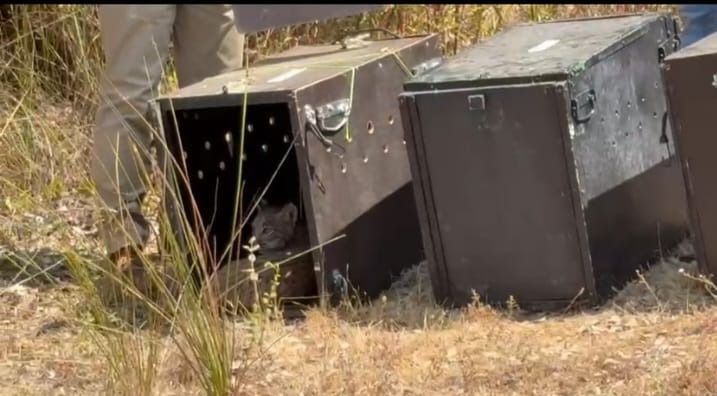 Así ha sido la puesta en libertad en Extremadura de cuatro cachorros huérfanos de lince y su madre adoptiva
