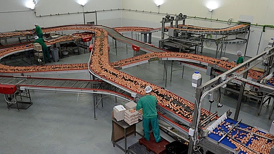 El proveedor de huevos de Mercadona construirá una granja para 320.000 gallinas camperas en Extremadura