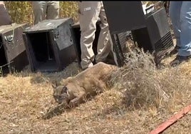Así ha sido la puesta en libertad en Extremadura de cuatro cachorros huérfanos de lince y su madre adoptiva