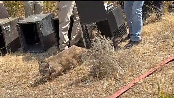 Así ha sido la puesta en libertad en Extremadura de cuatro cachorros huérfanos de lince y su madre adoptiva
