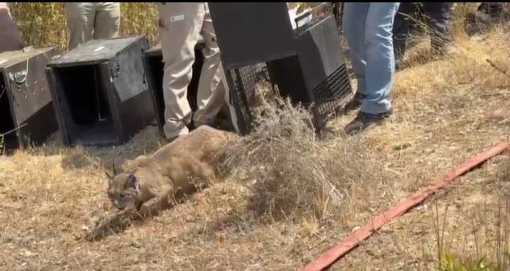 Así ha sido la puesta en libertad en Extremadura de cuatro cachorros huérfanos de lince y su madre adoptiva