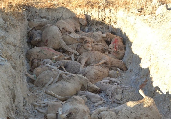 Fosa con ovejas muertas el año pasado en Villanueva del Fresno, junto a la frontera portuguesa.