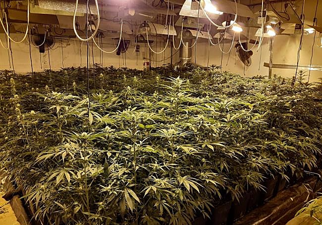Plantación de marihuana 'indoor' descubierta e la provincia de Badajoz.