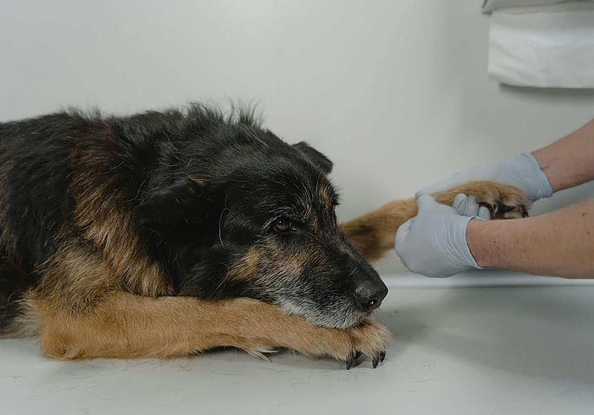 Hasta 100 euros de devolución en el IRPF por gastos veterinarios: estos son los requisitos