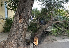 La rama que se partió ayer en la avenida Ronda del Pilar de Badajoz.