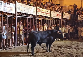 Larguísimo encierro de casi 13 minutos esta pasada madrugada en Torrejoncillo