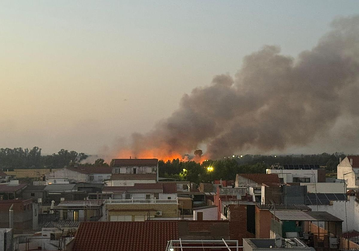 Llamas en la zona de Las Crispitas.