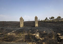 Terrenos arrasados por el incendio de Casar de Cáceres