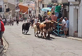 Fotografía del toro del cuarto encierro con el toro 'Millonario'.