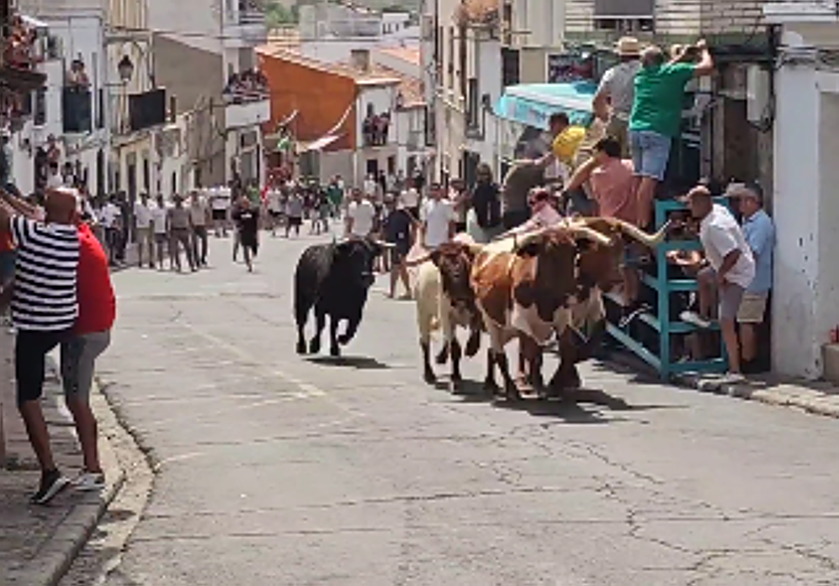Fotografía del toro del cuarto encierro con el toro 'Millonario'.