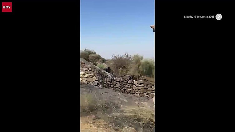 Terrenos arrasados por el fuego de Jarilla