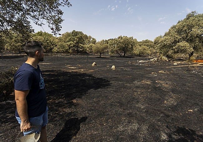 Finca con ganado ovino en la que han muerto al menos dos ovejas.