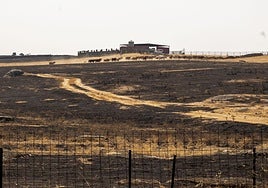 Ganado en medio de una de las fincas quemadas entre Casar de Cáceres y Arroyo de la Luz.