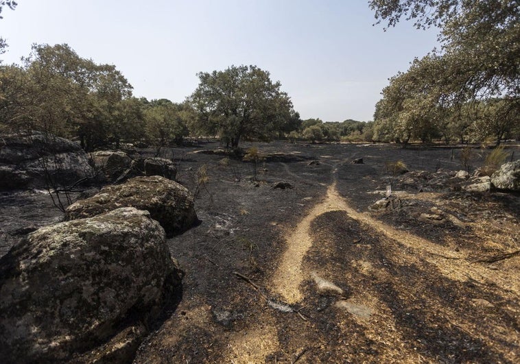 Ecologistas en Acción pide suspender la caza en las zonas afectadas por el fuego en Extremadura